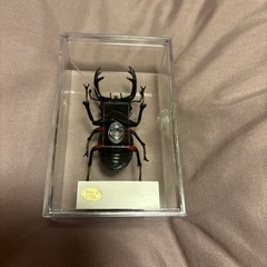 ディアゴスティーニ昆虫フィギュア④の画像