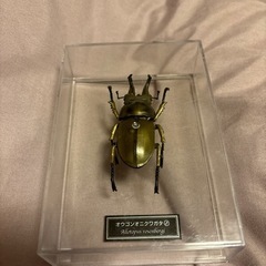 ディアゴスティーニ昆虫フィギュア⑤