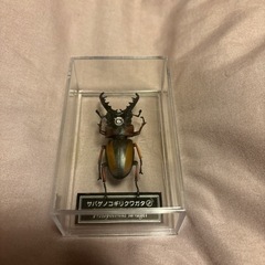 ディアゴスティーニ昆虫フィギュア⑦