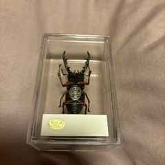 ディアゴスティーニ昆虫フィギュア⑦の画像