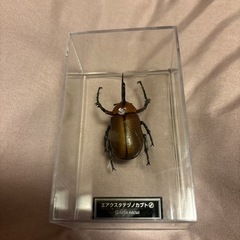 ディアゴスティーニ昆虫フィギュア⑪