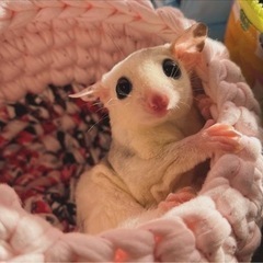 フクロモモンガ  モザイク 男の子