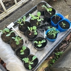 家庭菜園もしくは畑