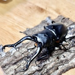 ギラファノコギリクワガタ2齢幼虫