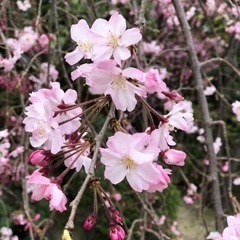 🌸第64回英語村〜小さな英語勉強会〜🌸