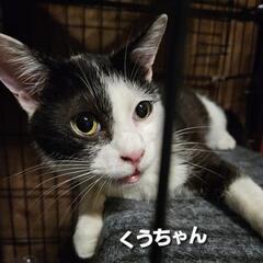 決まりました！家族が欲しいにゃん❗