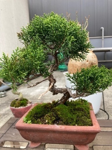 【セール】真柏/小品 楽天市場】【数量限定】真柏 小品サイズ盆栽【いよじ園】 : いよじ園