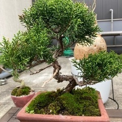 真柏 その他の中古が安い!激安で譲ります・無料であげます 真柏 その他の中古が安い!激安で譲ります・無料であげます