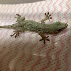 ニホンヤモリを販売しているお店を教えてください。の画像