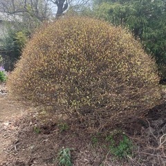 植物