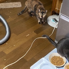 5匹います。