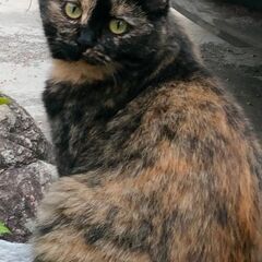 スペースを貸して頂けませんか？（迷子猫ポスター）ご協力お願いします
