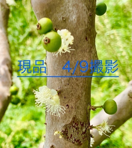 ジャボチカバ 小葉【ミウーダ 耐寒性】 セール