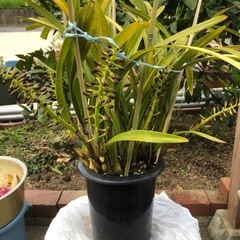 日本ミツバチ　金陵辺　花芽6個付き　5.5寸