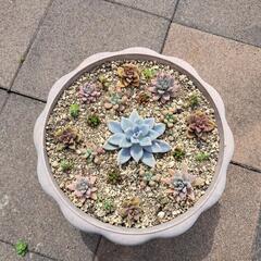 多肉植物寄せ植え②