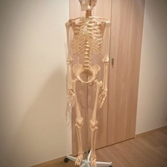 人体模型の中古が安い！激安で譲ります・無料であげます(3ページ