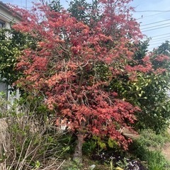 紅葉