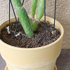 ★格安◎★　【多肉植物】　ウチワサボテン　90cm弱ほどの画像