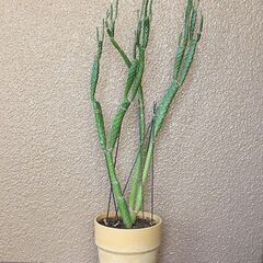 ★格安◎★　【多肉植物】　ウチワサボテン　90cm弱ほど