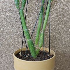 ★格安◎★　【多肉植物】　ウチワサボテン　90cm弱ほどの画像