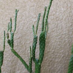 ★格安◎★　【多肉植物】　ウチワサボテン　90cm弱ほどの画像