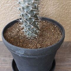 ★格安◎★　【多肉植物】　パキポディウム ラメリー　66cmほどの画像