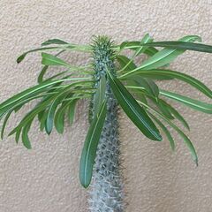 ★格安◎★　【多肉植物】　パキポディウム ラメリー　66cmほどの画像