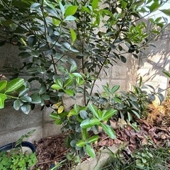 ④ 地植え 植物 緑葉樹 マサキ？ 貰ってください🙇‍♀️