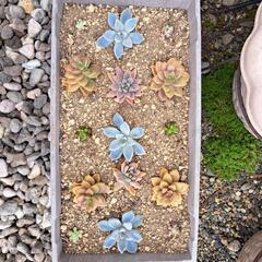 多肉植物 色々 カット苗 ③
