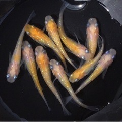 終了⭐️黄桜メダカ⭐️   10匹　上物