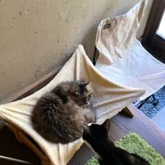 おとなしいしっとり長毛シニアのモコ - 里親募集