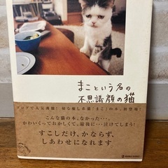 まこという名の不思議顔の猫の画像