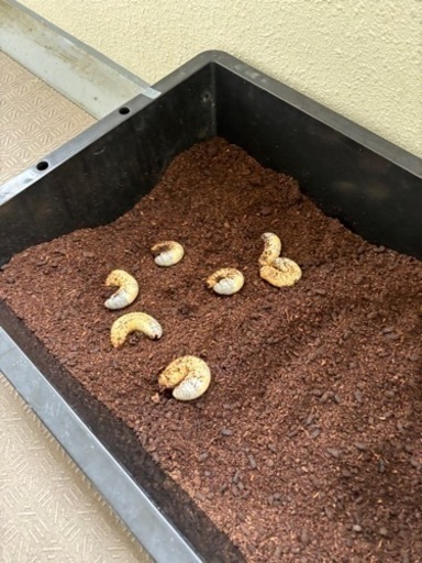 カブトムシの幼虫〜このままサナギ〜