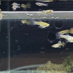 グッピー約30匹〜 熱帯魚　メダカ　