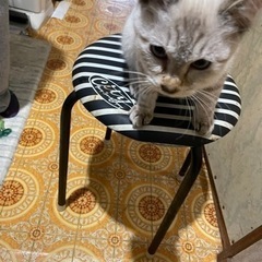 里親さん募集します