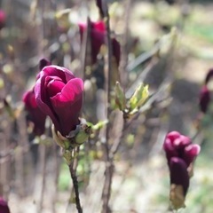 木蓮の花の枝差し上げます。