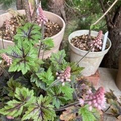 ハーブの苗などの画像