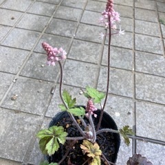 ハーブの苗などの画像