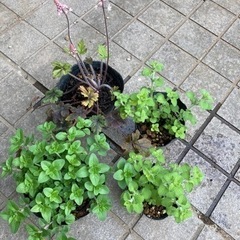 ハーブの苗などの画像