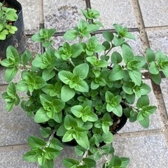 ハーブの苗などの画像