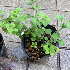 ハーブの苗などの画像