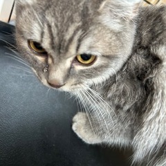3引の猫の里親を探しています。