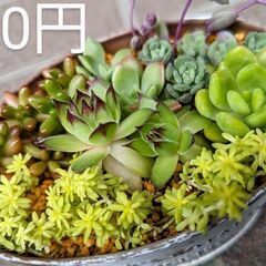 「お話中」多肉植物(寄せ植え)(容器込)
