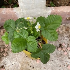 2025終了⭐︎無農薬 ワイルドストロベリー 花苗 ガーデニング