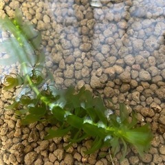 アナカリス(水草)