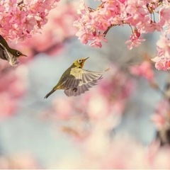 ✨🌷⭐︎歌声広場⭐︎🌷✨