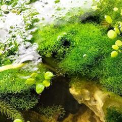 リシア（水草）（ピンポン玉サイズ）1個の画像