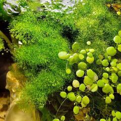 リシア（水草）（ピンポン玉サイズ）1個の画像