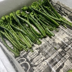 山菜各種　　
無くなり次第終了の画像