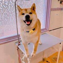 甘えん坊の柴犬オス４歳